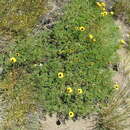 Image of Argylia bustillosii Phil.