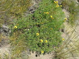 Image of Argylia bustillosii Phil.