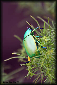 Image of Chrysina woodi (Horn 1884)