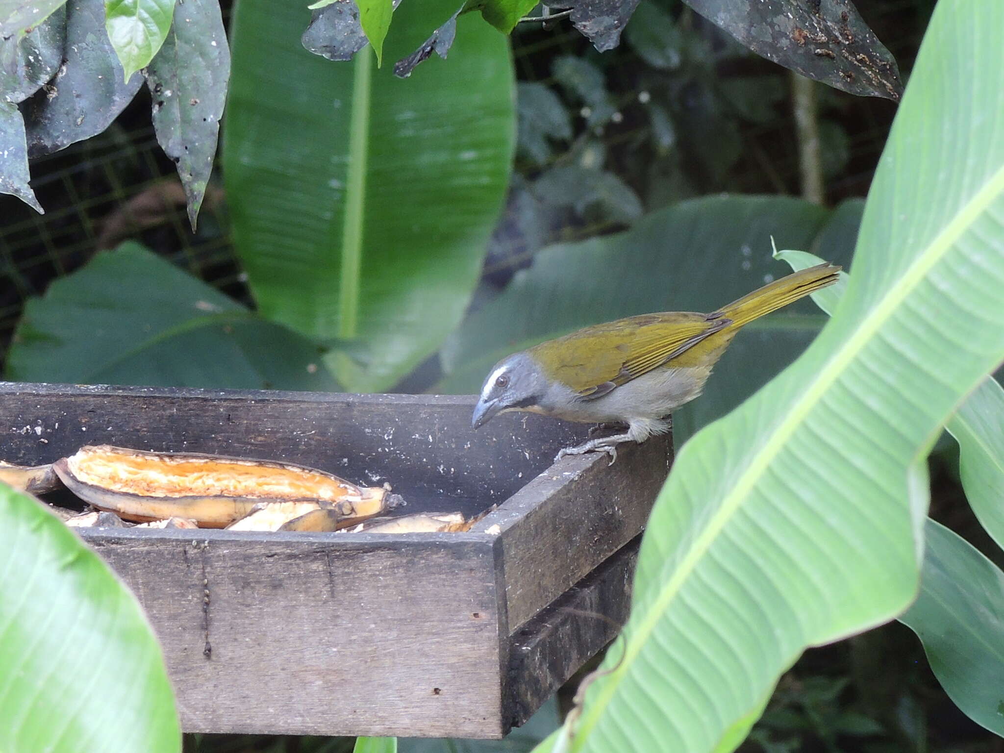 Image of Buff-throated Saltator