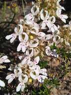 Image of Stylidium crossocephalum F. Müll.