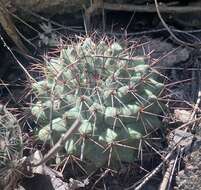 Image of Mammillaria sonorensis R. T. Craig