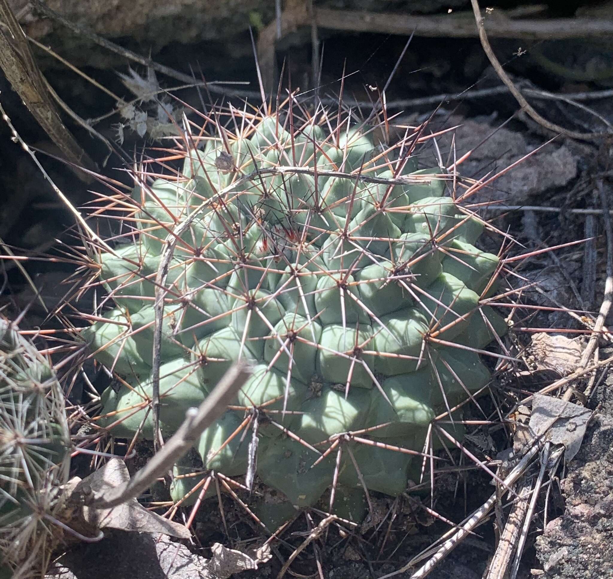 Image of Mammillaria sonorensis R. T. Craig