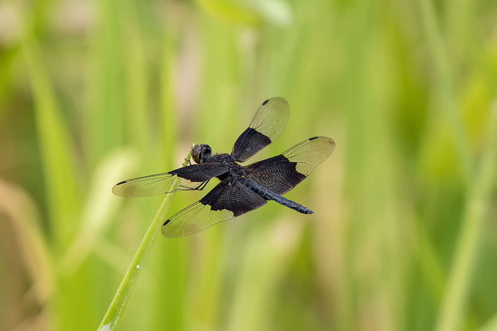 Image of Rhyothemis braganza Karsch 1890