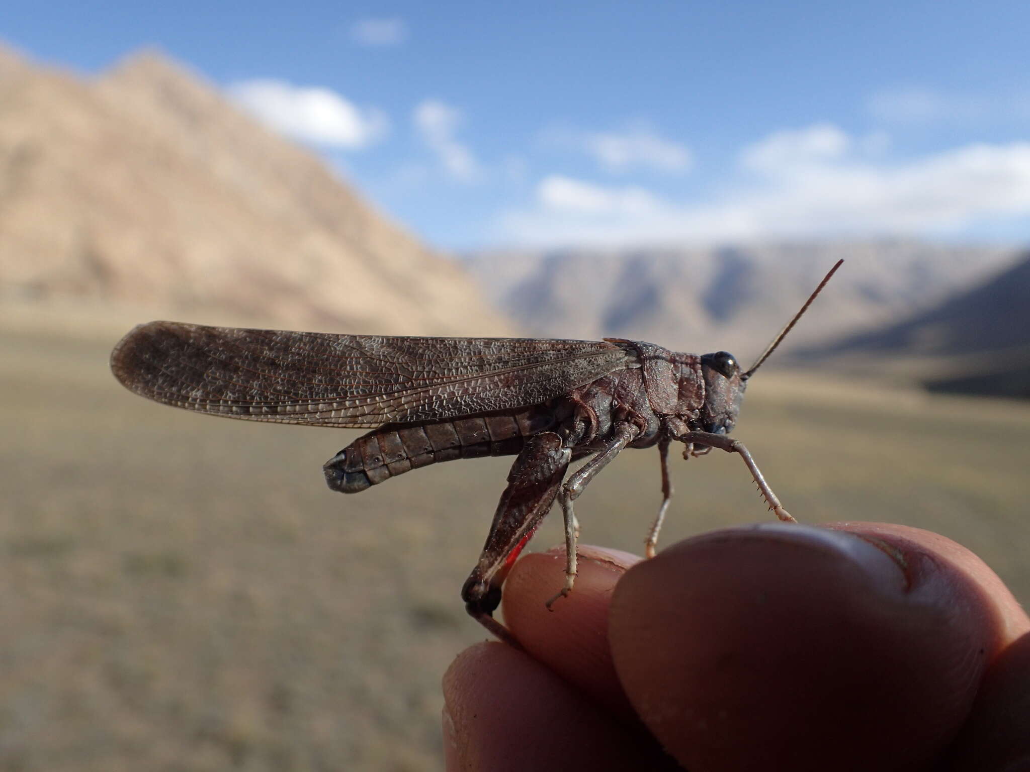 Bryodema gebleri (Fischer von Waldheim 1836)的圖片