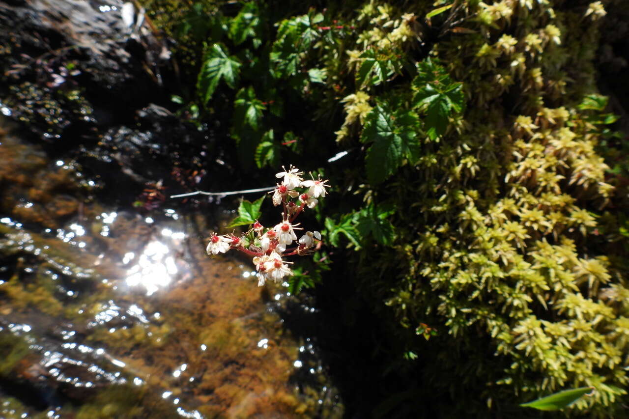 Plancia ëd Filipendula kiraishiensis Hayata