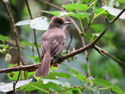 Imagem de Myiarchus swainsoni Cabanis & Heine 1860