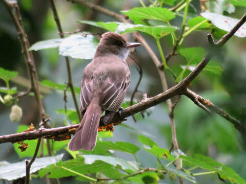 Image of Swainson's Flycatcher