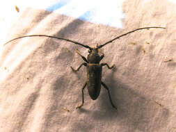 Image of Enaphalodes atomarius (Drury 1773)