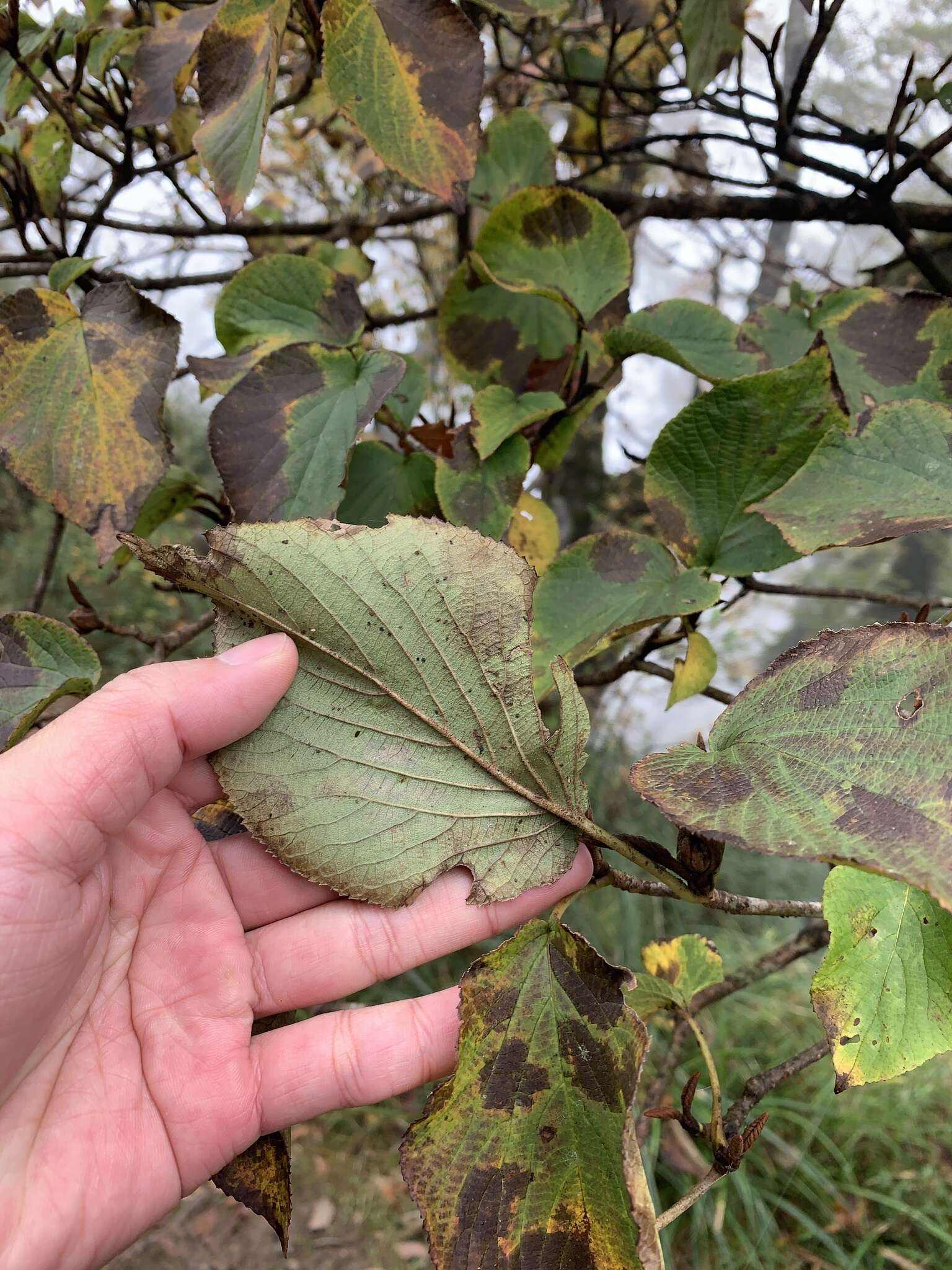 Image de Viburnum furcatum Bl. ex Hook. fil. & Thoms.