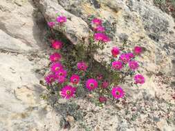 Image of Drosanthemum edwardsiae L. Bol.