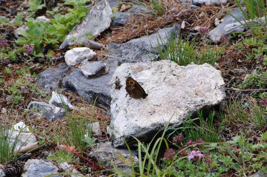 Image of Erebia edda Ménétriés 1854