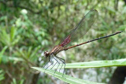 Image of Hetaerina rosea Selys 1853