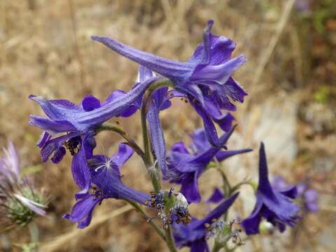 Image of Delphinium pentagynum Lam.