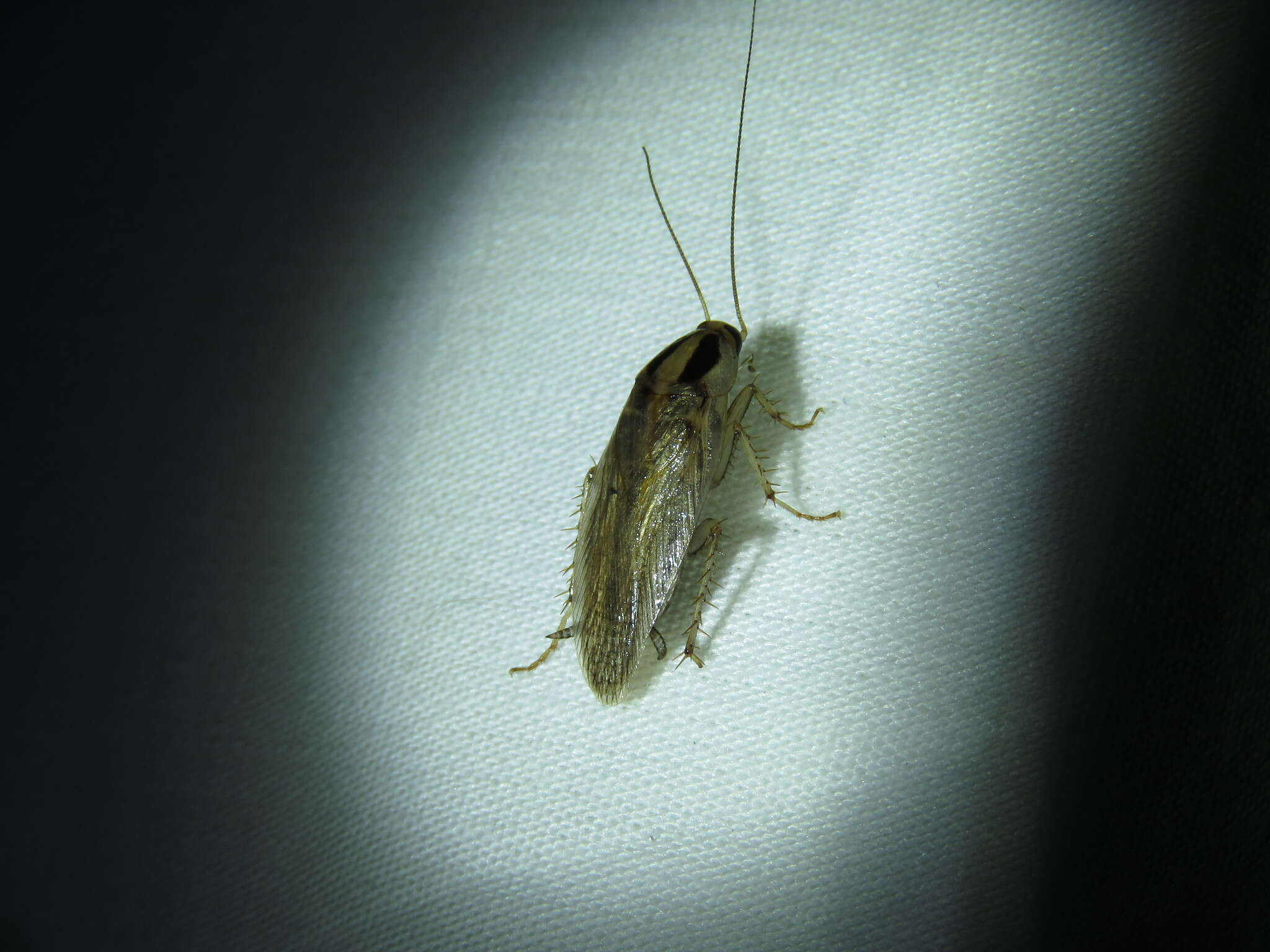 Image of Field Cockroach