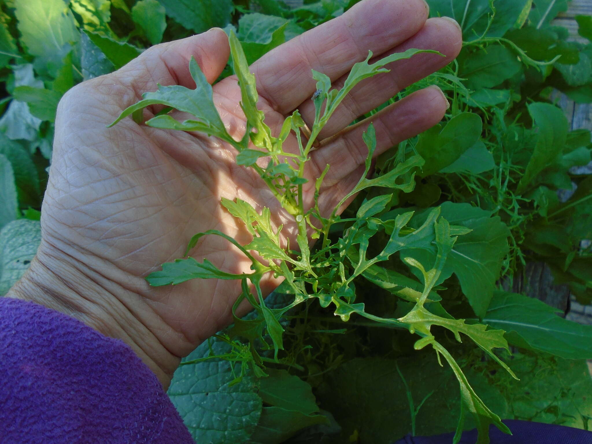 صورة Brassica rapa subsp. nipposinica (L. H. Bailey) Hanelt