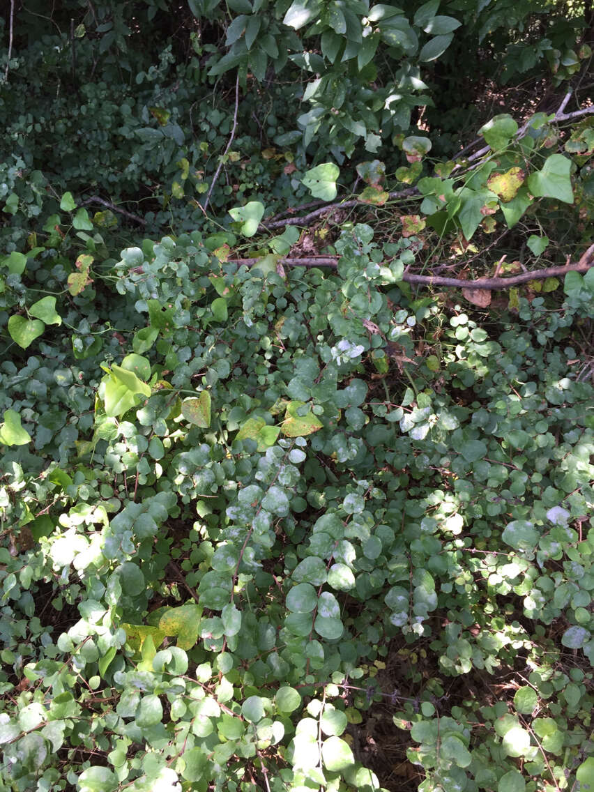 Sivun Symphoricarpos orbiculatus Moench kuva