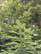 Image of Silver Fir