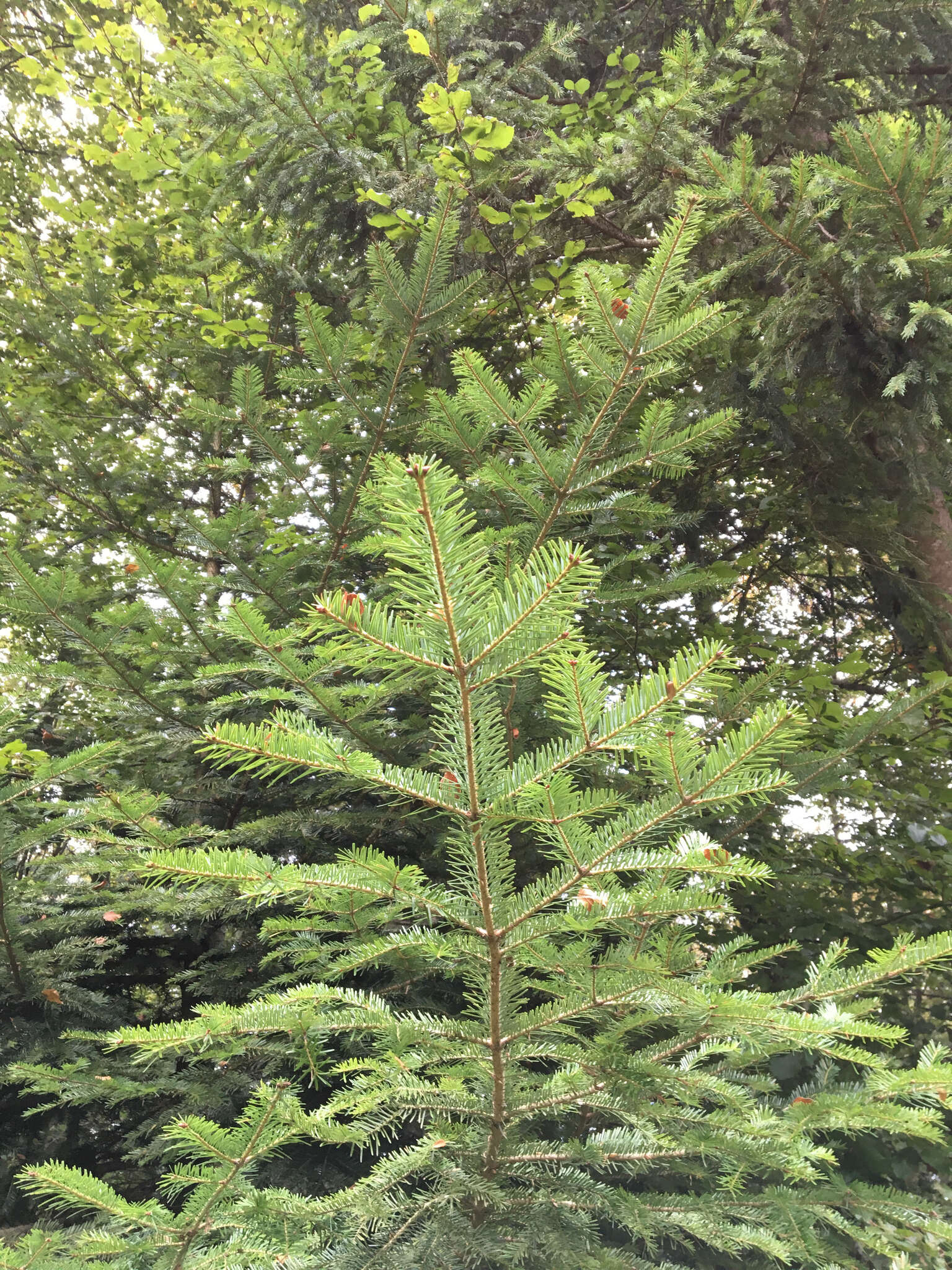 Image of Silver Fir