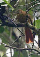 Image of Montane Foliage-gleaner