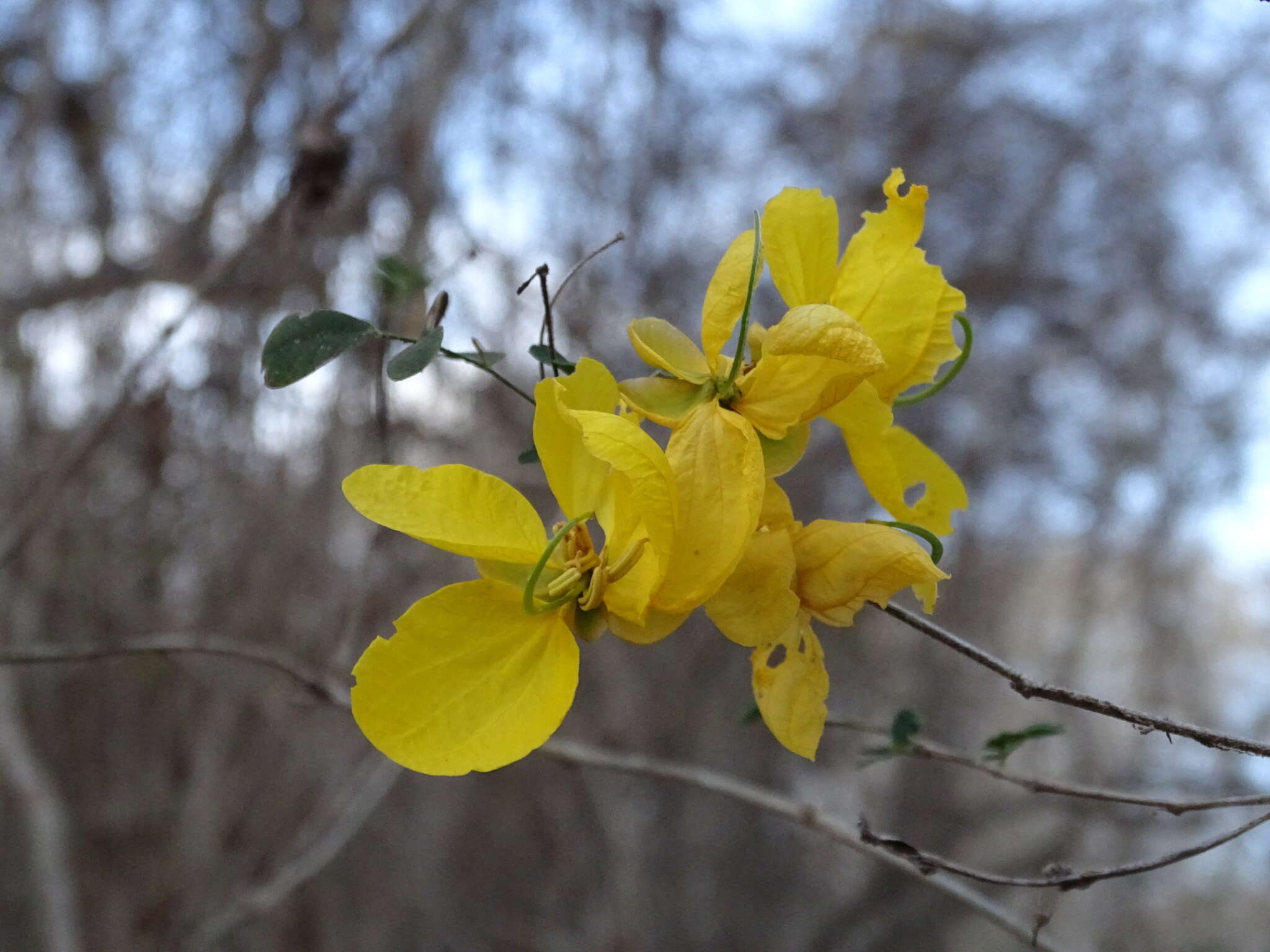 Image of Senna pallida (Vahl) H. S. Irwin & Barneby