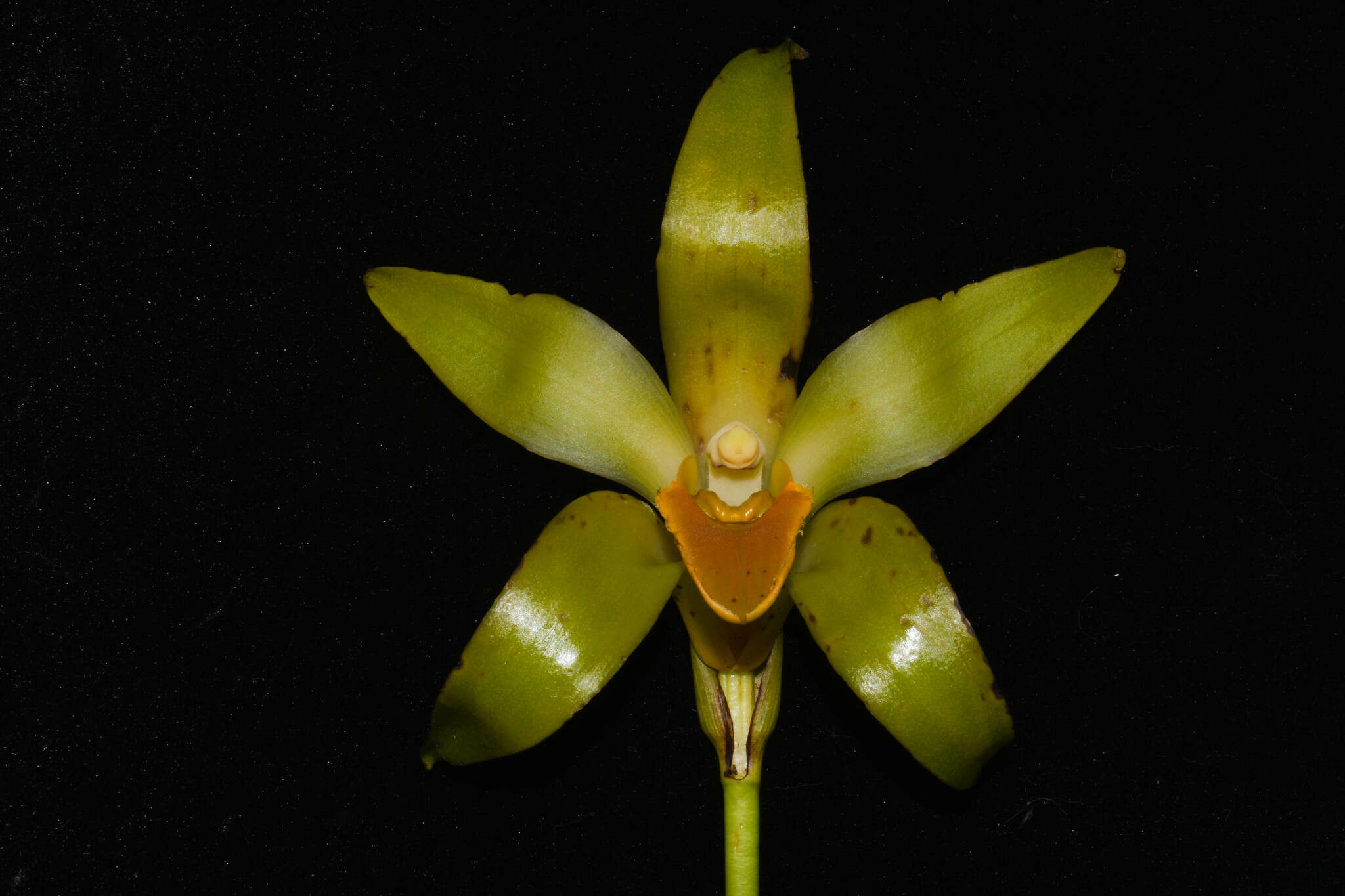 Image of Sudamerlycaste gigantea (Lindl.) Archila