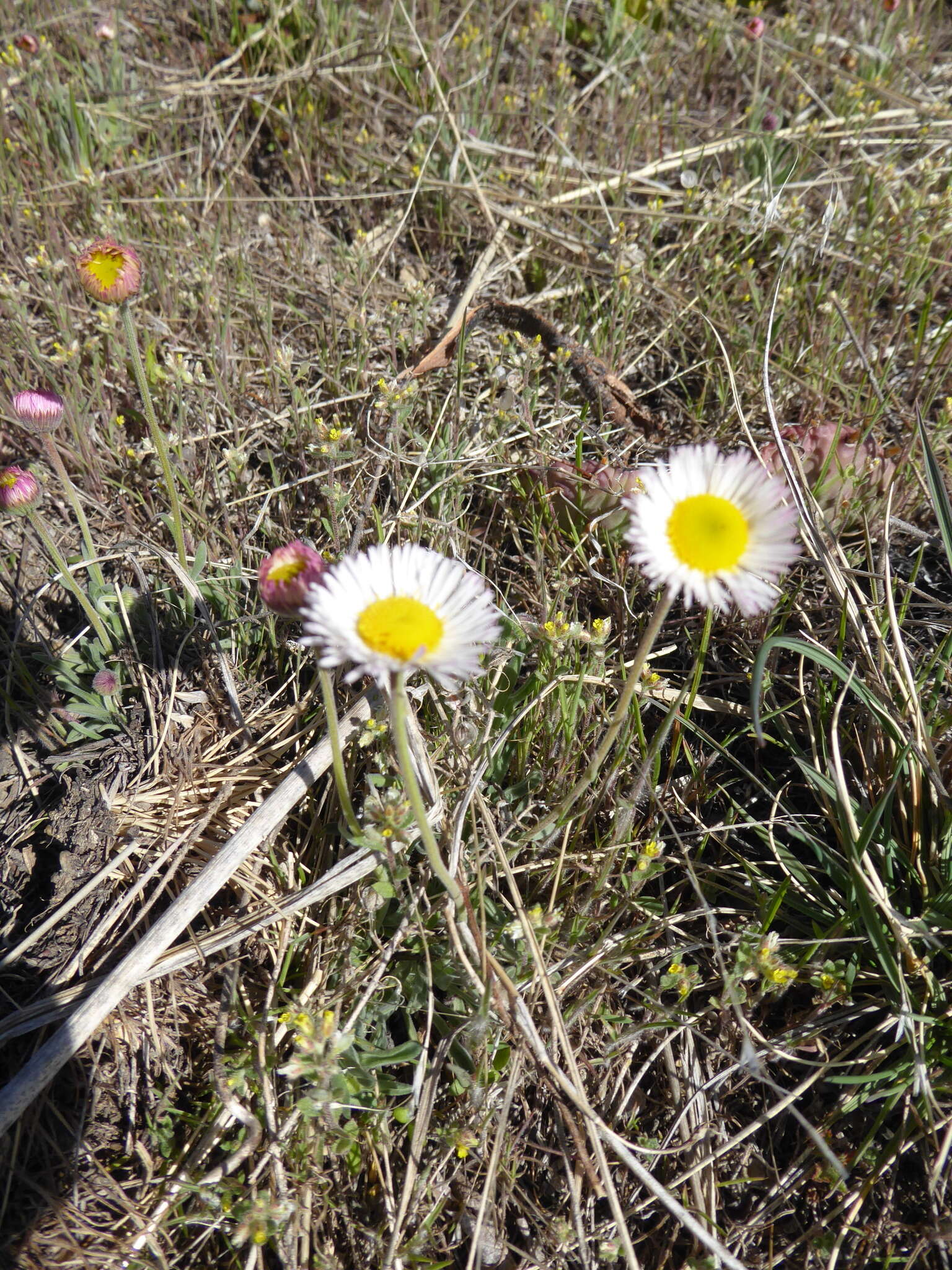 Erigeron tracyi Greene resmi