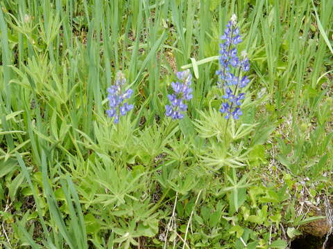 Plancia ëd Lupinus covillei Greene