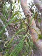 Image of bastard cherry