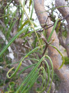 Image of bastard cherry