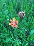 Imagem de Asclepias lanceolata Walt.