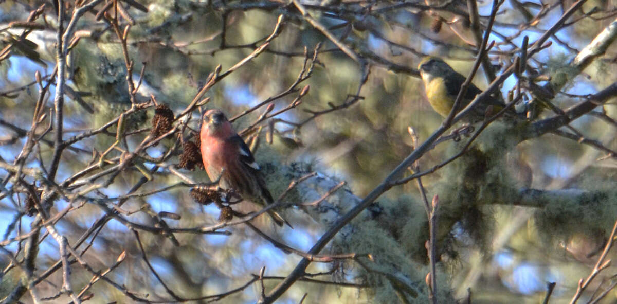 Image of Two-barred Crossbill