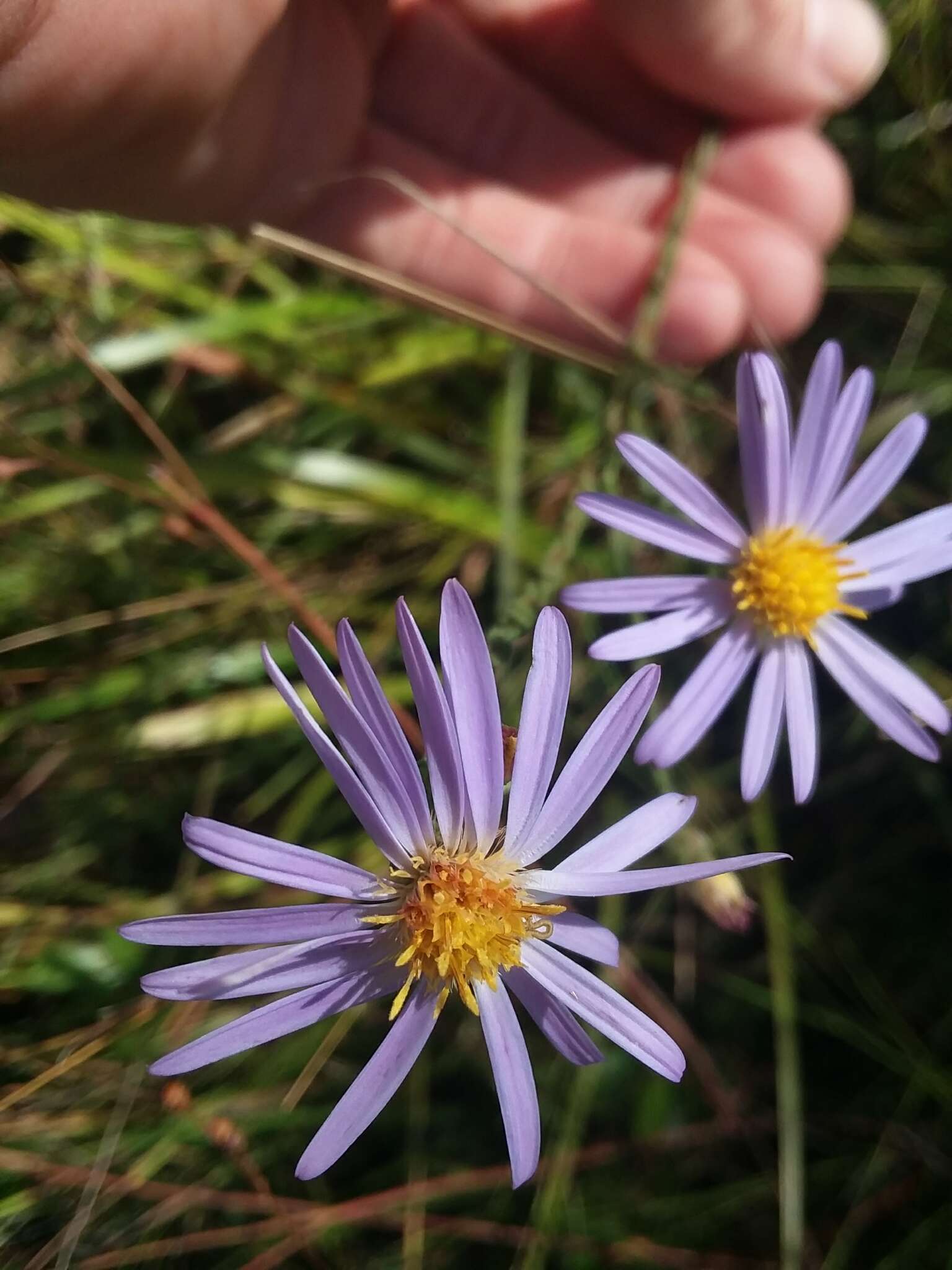 Image of scaleleaf aster