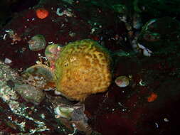 Image of orange rough ball horny sponge