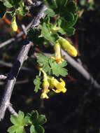 Image of rock gooseberry