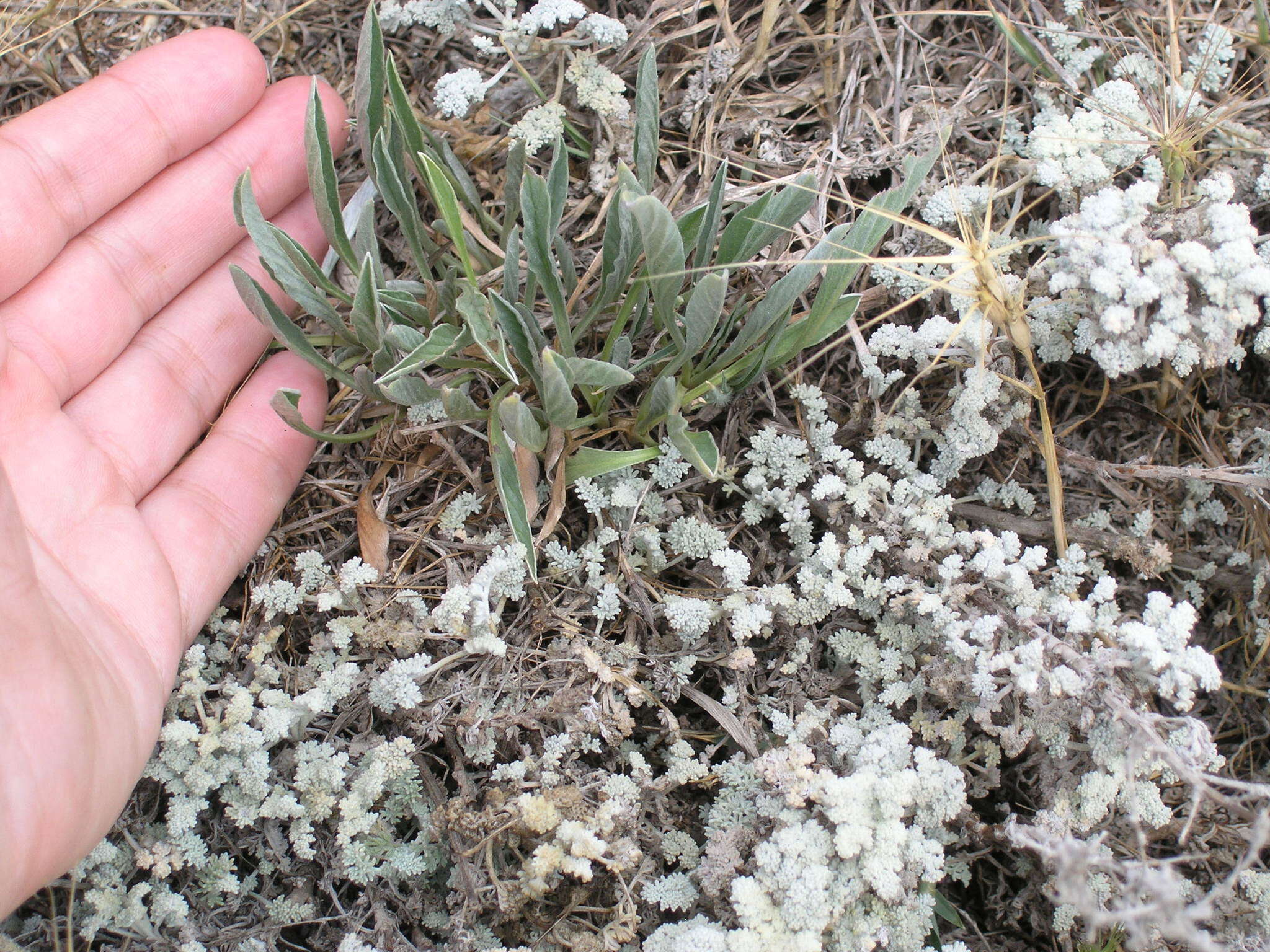 Image of Seriphidium fragrans (Willd.) Poljakov