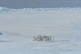 Image of Emperor Penguin