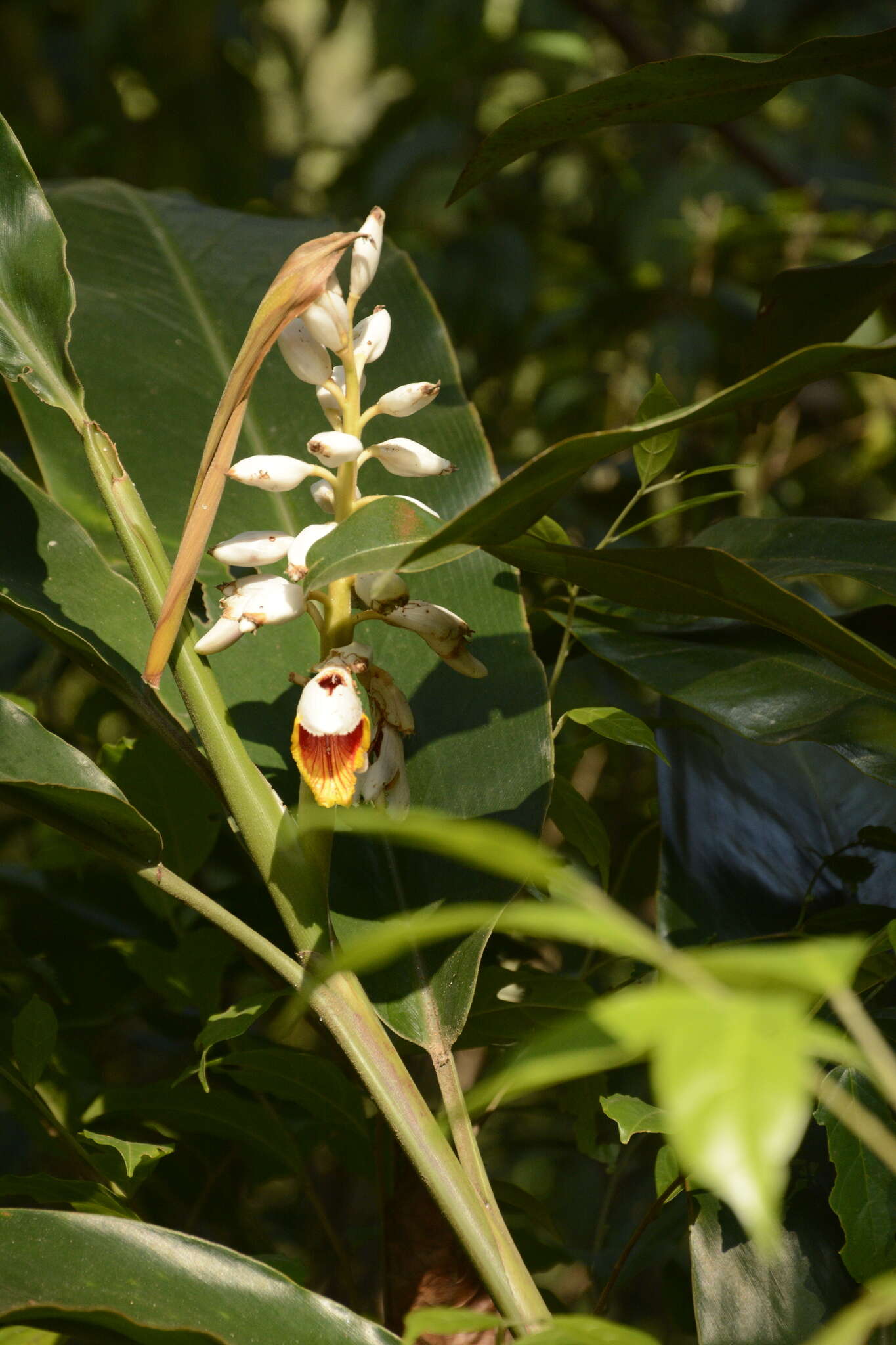 Image of Alpinia malaccensis (Burm. fil.) Roscoe