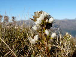 Image of Gentianella corymbifera subsp. corymbifera