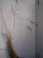 Image of Festuca rupicola Heuff.