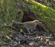 Image of Cercotrichas signata signata (Sundevall 1850)