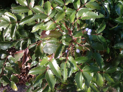 Plancia ëd Berberis aquifolium Pursh