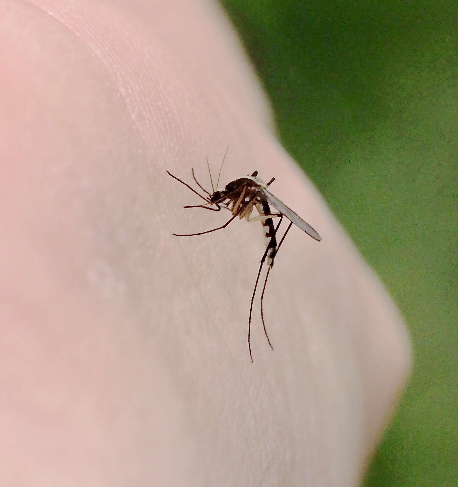 Image of Aedes atlanticus Dyar & Knab 1906