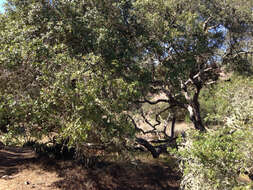 Image of Channel Island Scrub Oak