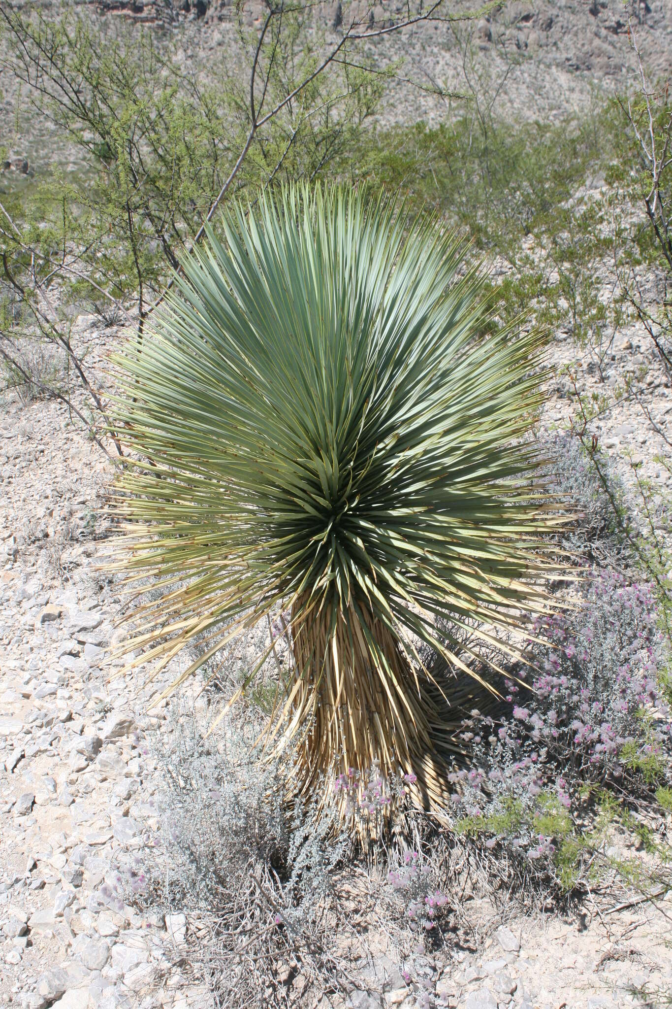 Image of Yucca rostrata Engelm. ex Trel.