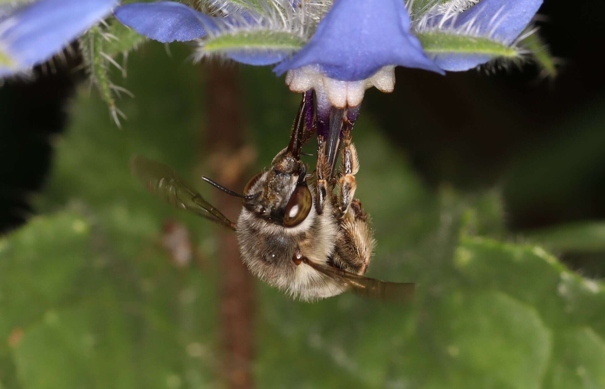 Image of Anthophora crassipes Lepeletier 1841