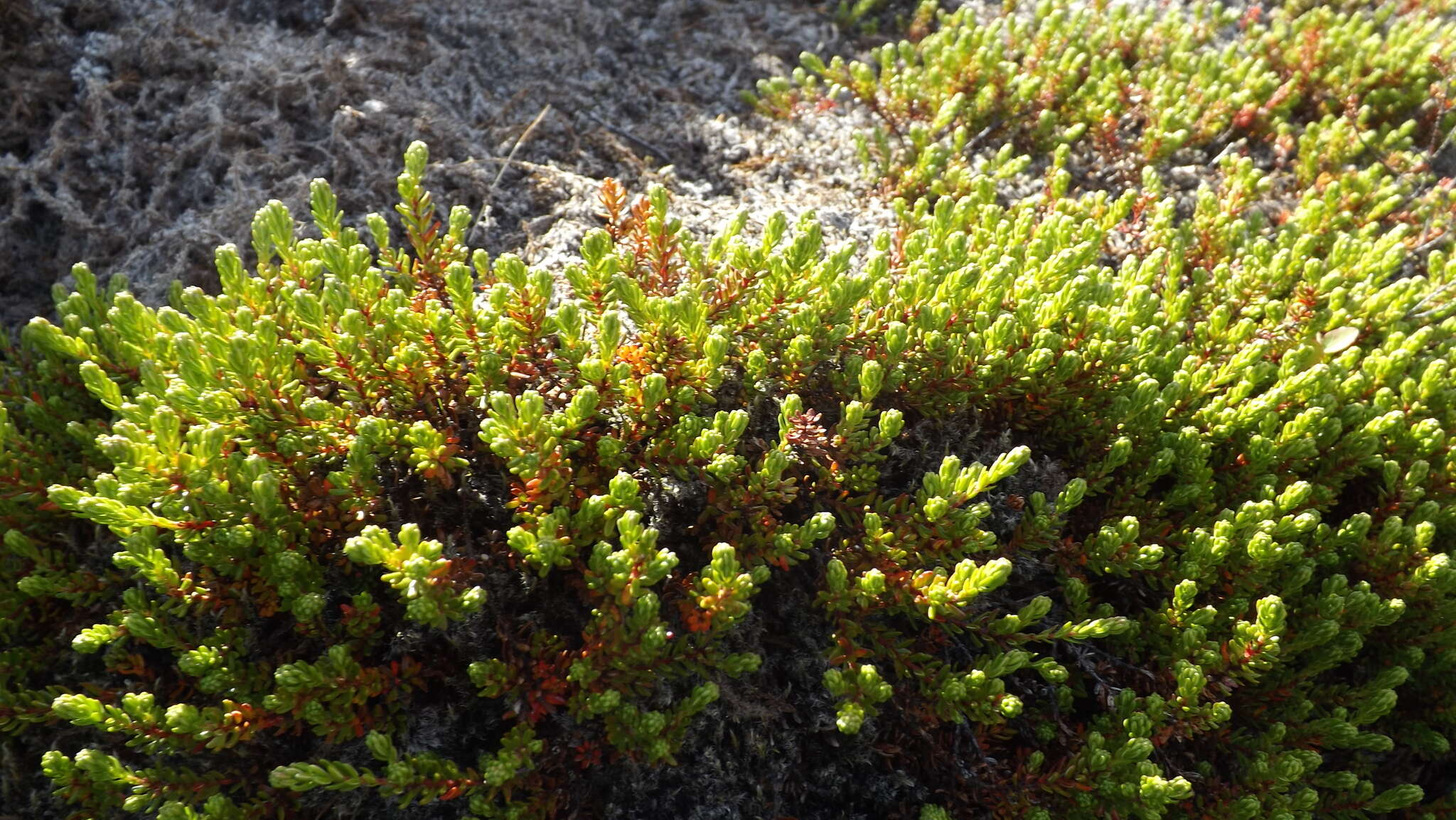 Image of black crowberry