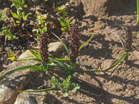 Image of Wurmbea recurva B. Nord.