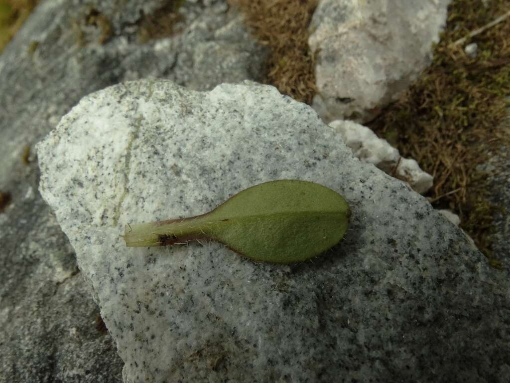 Image de Myosotis lyallii subsp. lyallii