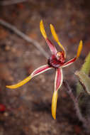 Image of Reaching spider orchid